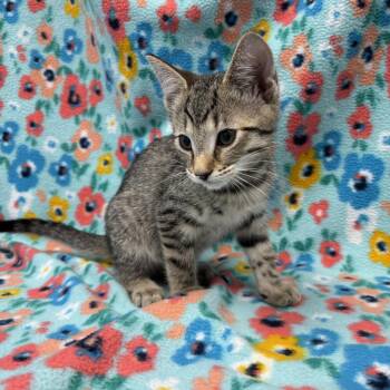 Rescue Domestic Short Hair Cats for Adoption in Bear, Delaware - Waldorf | PetCurious