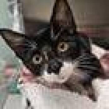 Doc -  Domestic Short Hair Cat for Adoption in Knoxville, Tennessee - Doc | PetCurious