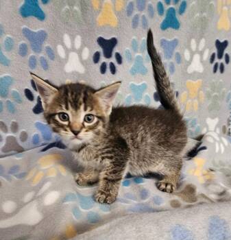 Ice Cube -  Domestic Short Hair Cat for Adoption in Wabash, Indiana - Ice Cube | PetCurious