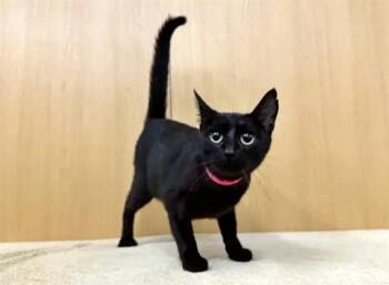 DORY -  Domestic Short Hair Cat for Adoption in Brentwood, Missouri - DORY | PetCurious