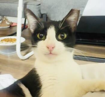 Domestic Short Hair Cats Available for Adoption - Baddie (she’s A Goodie!) | PetCurious