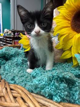 Domestic Short Hair Cats Available for Adoption in Rockport, Texas - Pippin | PetCurious
