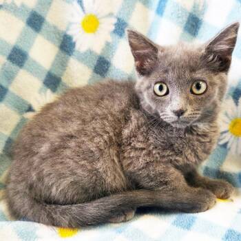 Jo -  Domestic Short Hair Cat for Adoption in Mt. Juliet, Tennessee - Jo | PetCurious