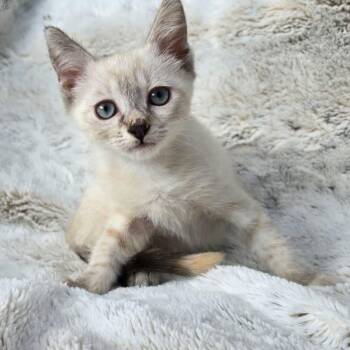 Omni -  Siamese and Domestic Short Hair Cat for Adoption in Wrightstown, New Jersey - Omni | PetCurious