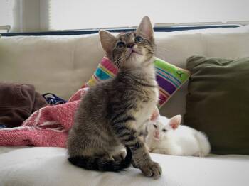Myrtice (new) -  Tabby Cat for Adoption in Zephyrhills, Florida - Myrtice (new) | PetCurious