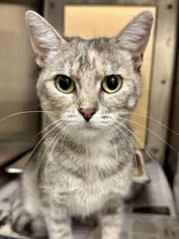 Harriet -  Domestic Short Hair Cat for Adoption in Wichita, Kansas - Harriet | PetCurious
