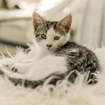 Maisy -  Domestic Short Hair Cat for Adoption in Meridian, Idaho - Maisy | PetCurious