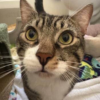 Rescue Domestic Short Hair Cats for Adoption in Los Angeles, California - Hubie | PetCurious