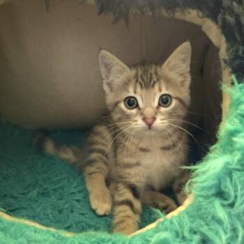 Ravioli -  Tabby and Domestic Short Hair Cat for Adoption in Murray, Kentucky - Ravioli | PetCurious