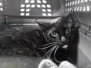 MITTENS -  Domestic Medium Hair and Domestic Short Hair Cat for Adoption in Omaha, Nebraska - MITTENS | PetCurious