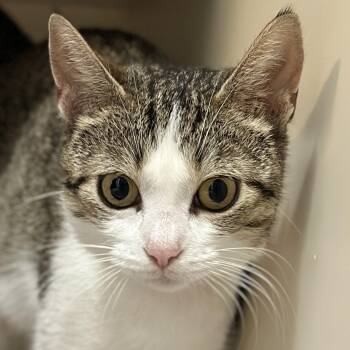 Jill -  Domestic Short Hair Cat for Adoption in Victor, New York - Jill | PetCurious