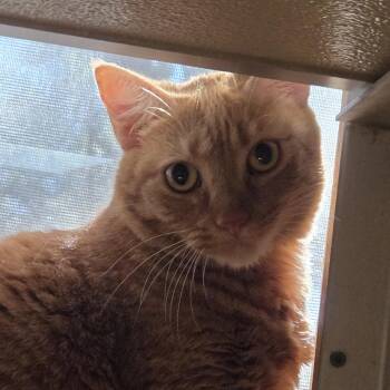 Butters FKA Nikki -  Domestic Short Hair Cat for Adoption in Leander, Texas - Butters FKA Nikki | PetCurious