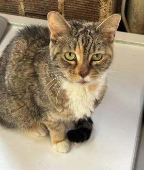 Domestic Short Hair Cats Available for Adoption in Coatesville, Pennsylvania - Abigail | PetCurious