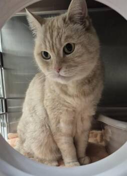 Domestic Short Hair Cats Available for Adoption in Vaughan, Ontario - PERSY | PetCurious
