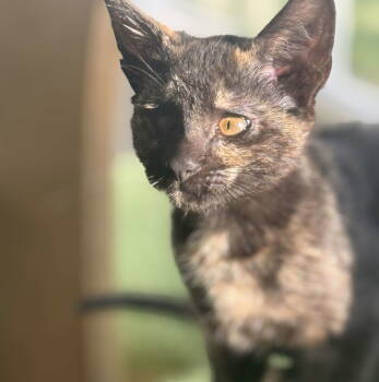 Rescue Domestic Short Hair Cats for Adoption in Seal Beach, California - April | PetCurious