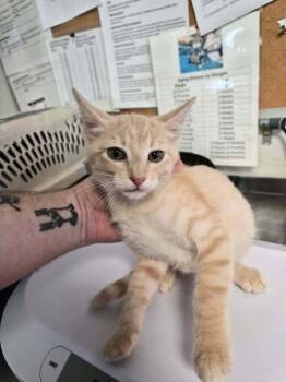 Darwin -  Domestic Short Hair Cat for Adoption in Bolivar, Missouri - Darwin | PetCurious