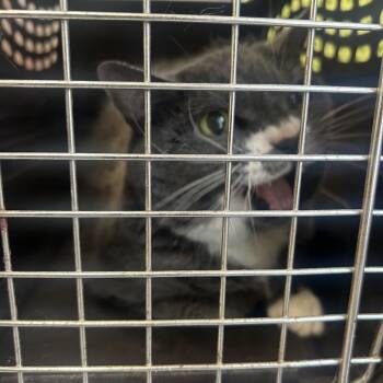 Porche -  Domestic Short Hair Cat for Adoption in Philadelphia, Pennsylvania - Porche | PetCurious
