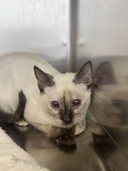 French Vanilla -  Domestic Short Hair Cat for Adoption in Hilton Head Island, South Carolina - French Vanilla | PetCurious