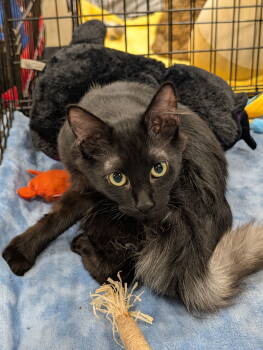 Rescue Domestic Long Hair Cats for Adoption in Pompano Beach, Florida - Ghost | PetCurious