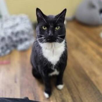 Domestic Short Hair Cats Available for Adoption - Gordo | PetCurious
