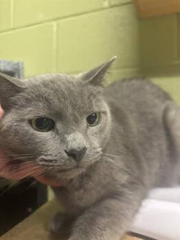 Domestic Short Hair Cats Available for Adoption - WHISKERS | PetCurious