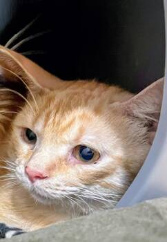 Biscuit -  Domestic Short Hair Cat for Adoption in Syosset, New York - Biscuit | PetCurious