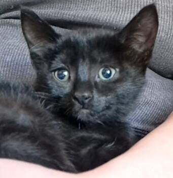 Pita -  Domestic Short Hair Cat for Adoption in Sidney, British Columbia - Pita | PetCurious