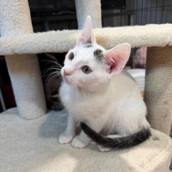 Trinity -  Domestic Short Hair Cat for Adoption in NEW PT RICHEY, Florida - Trinity | PetCurious