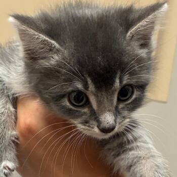 Domestic Short Hair Cats Available for Adoption in Goleta, California - Bernard | PetCurious