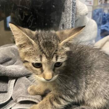 Alabaster -  Domestic Short Hair Cat for Adoption in Pasadena, California - Alabaster | PetCurious