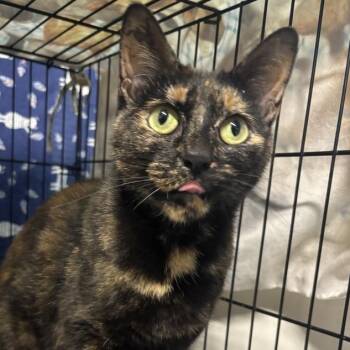 Rescue Tortoiseshell Cats for Adoption in Wyandotte, Michigan - Tabitha | PetCurious