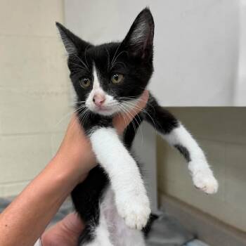 Cammie -  Domestic Short Hair Cat for Adoption in Austin, Texas - Cammie | PetCurious