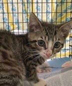 Domestic Short Hair Cats Available for Adoption - AUGUST | PetCurious