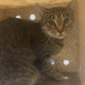 72290 -  Domestic Short Hair Cat for Adoption in Harrisonburg, Virginia - 72290 | PetCurious
