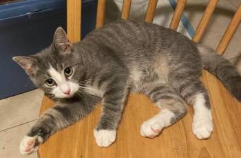 Rescue Domestic Short Hair Cats for Adoption in Palisades Park, New Jersey - Doodle | PetCurious