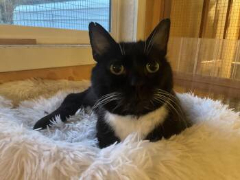 Fantine -  Tuxedo Cat for Adoption in Mist, Oregon - Fantine | PetCurious