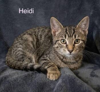 Hedi -  Tabby Cat for Adoption in Wyandotte, Michigan - Hedi | PetCurious
