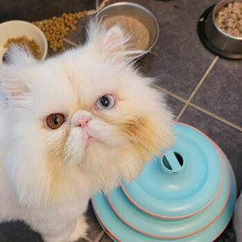 Kimbo (m) 2yrs old Persian -  Persian Cat for Adoption in Ottawa, Ontario - Kimbo (m) 2yrs Old Persian | PetCurious