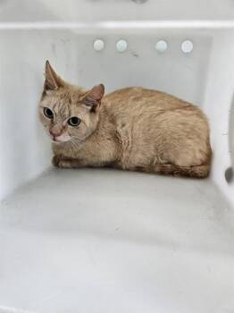 Domestic Short Hair Cats Available for Adoption in Corpus Christi, Texas - WILDFIRE | PetCurious