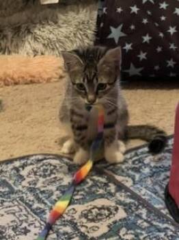 CHIPMUCK -  Domestic Short Hair Cat for Adoption in Sacramento, California - CHIPMUCK | PetCurious