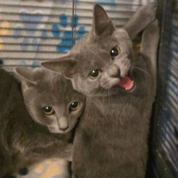 Rescue Domestic Short Hair Cats for Adoption in Hanna City, Illinois - Captain Jack Sparrow | PetCurious