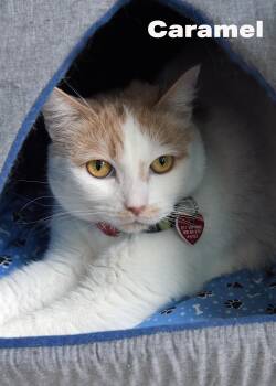 Domestic Short Hair Cats Available for Adoption in Los Angeles, California - Caramelo | PetCurious