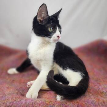 Junior and Spike: Courtesy Post -  Domestic Short Hair Cat Available for Adoption in New York, New York - Junior And Spike: Courtesy Post | PetCurious