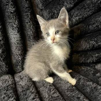 Domestic Medium Hair Cats Available for Adoption in Glocester, Rhode Island - Dakota | PetCurious