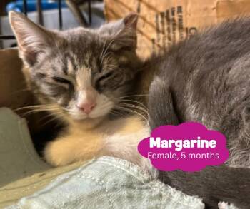 Rescue Domestic Short Hair Cats for Adoption in Newburgh, New York - Margarine | PetCurious