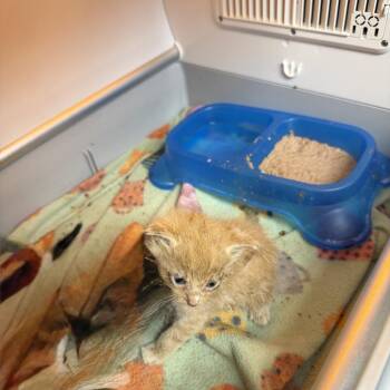 Hank -  Domestic Short Hair Cat for Adoption in Pauls Valley, Oklahoma - Hank | PetCurious