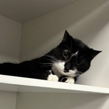 Rescue Domestic Short Hair Cats for Adoption in Jeffersonville, Indiana - Thomas | PetCurious