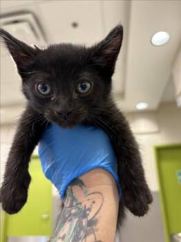 ODIN -  Domestic Short Hair Cat for Adoption in Las Vegas, Nevada - ODIN | PetCurious