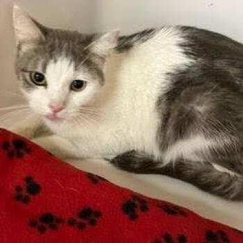 Rescue Tabby Cats for Adoption in Green Valley, Arizona - Wero | PetCurious