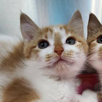 Daphne -  Domestic Short Hair Cat Available for Adoption in Ely, Minnesota - Daphne | PetCurious